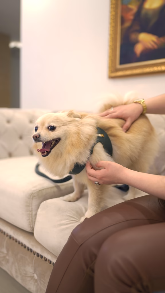 Disfruta con tus mascotas en el hotel san marcos Chiquinquirá pet friendly